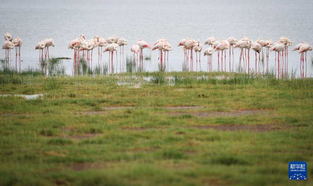 雨季下的肯尼亚安博塞利国家公园 