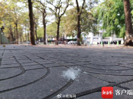 海口街头木棉絮纷飞!过敏人群做好防护 海口街头木棉絮纷飞!过敏人群做好防护