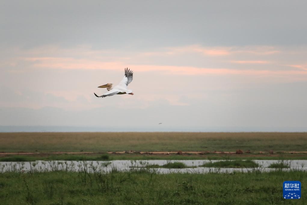 雨季下的肯尼亚安博塞利国家公园