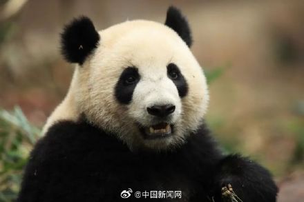 一路平安！大熊猫金喜茱萸启程赴西班牙