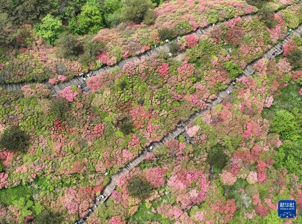 湖北麻城：十万亩杜鹃盛开迎客