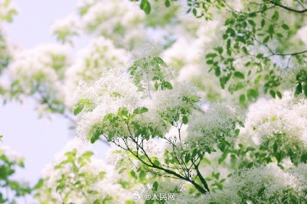 流苏树开花仿佛漫画场景