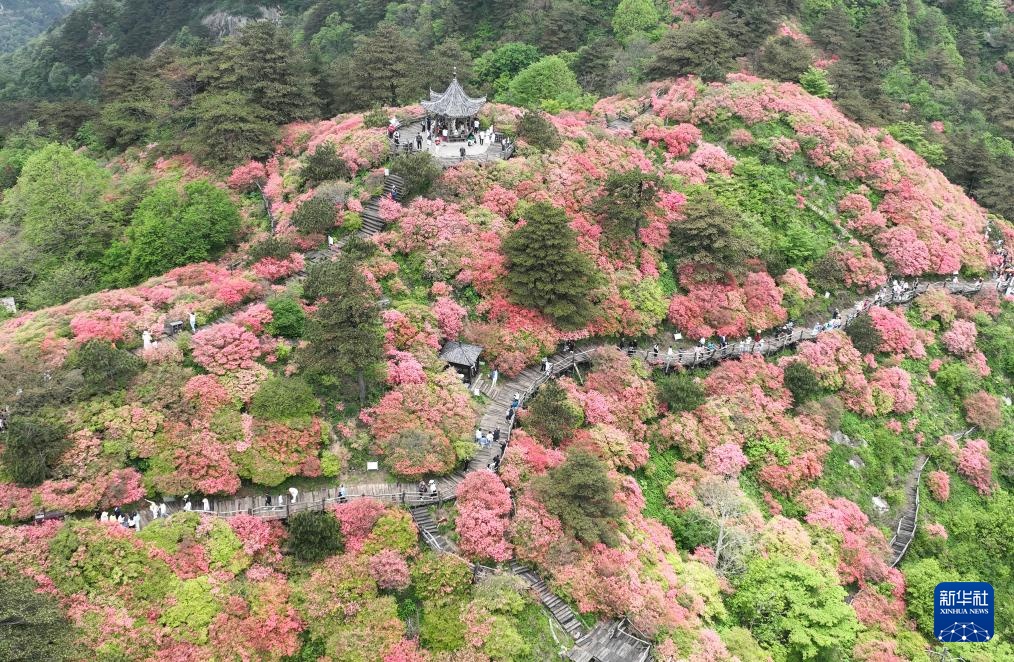 湖北麻城：十万亩杜鹃盛开迎客