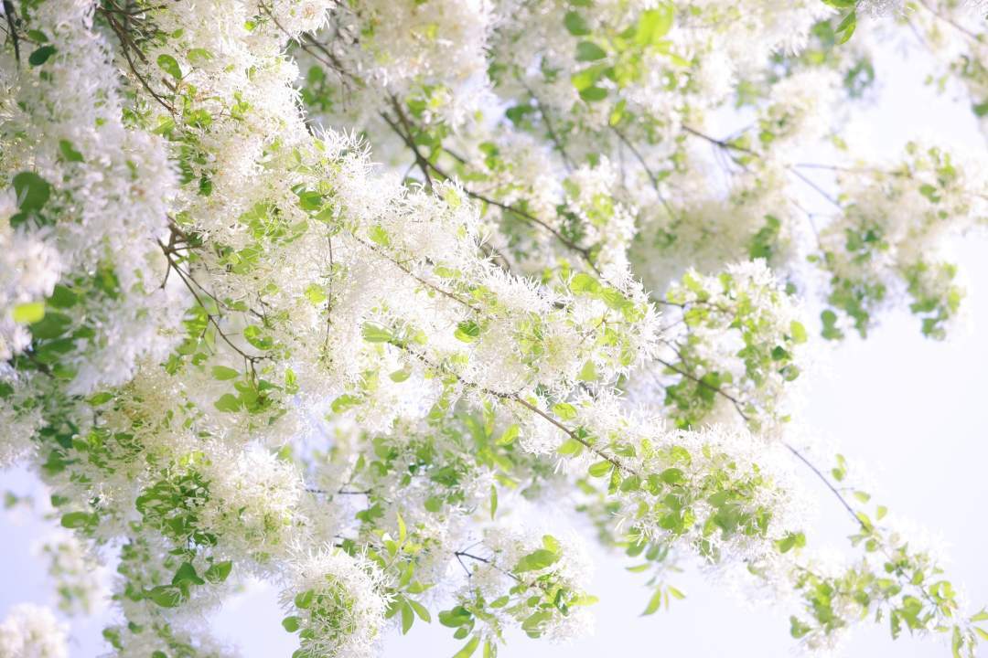 太梦幻！流苏树开花仿佛漫画场景