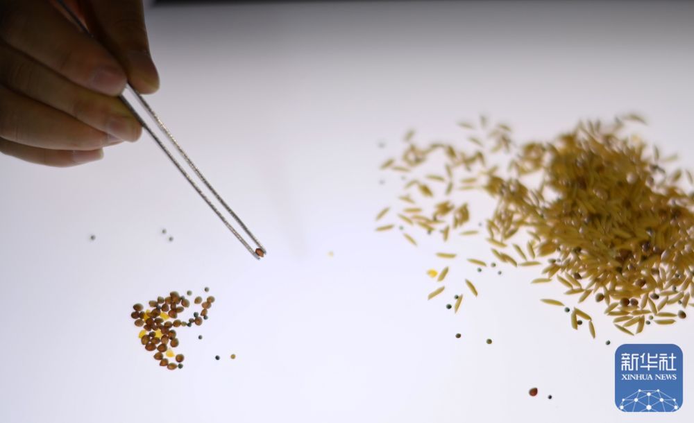 贵州岑巩:水稻制种确保稳产增收 贵州岑巩:水稻制种确保稳产增收