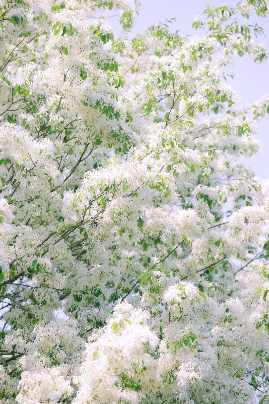 太梦幻！流苏树开花仿佛漫画场景