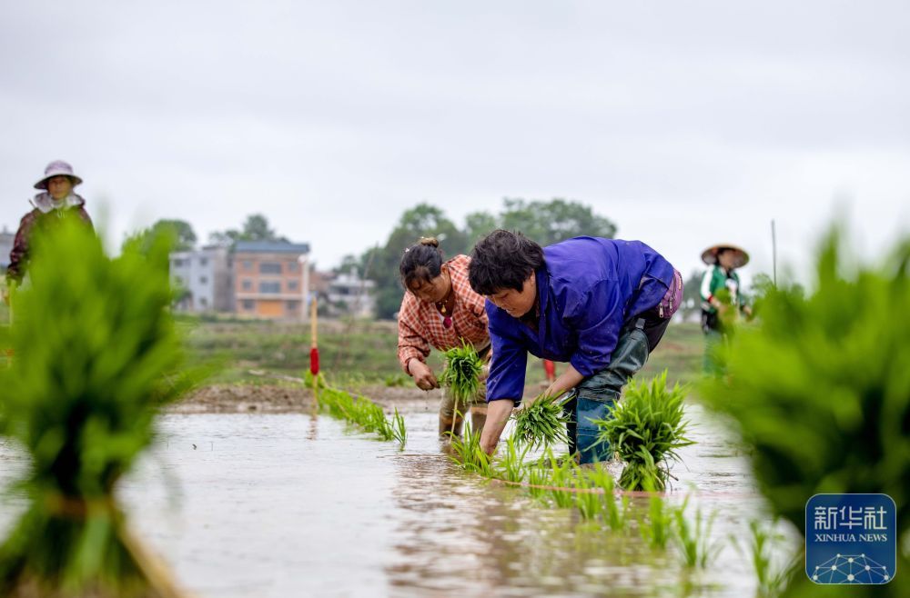 贵州岑巩:水稻制种确保稳产增收 贵州岑巩:水稻制种确保稳产增收