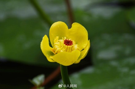 西湖黄金莲竞相绽放