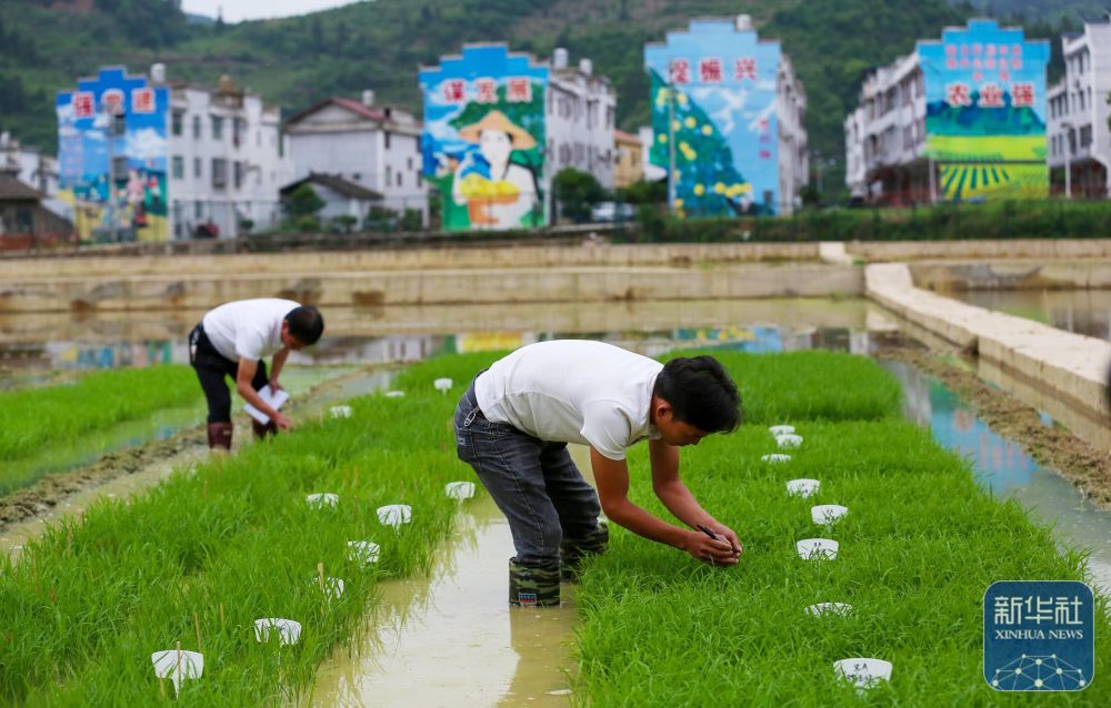 贵州岑巩:水稻制种确保稳产增收 贵州岑巩:水稻制种确保稳产增收
