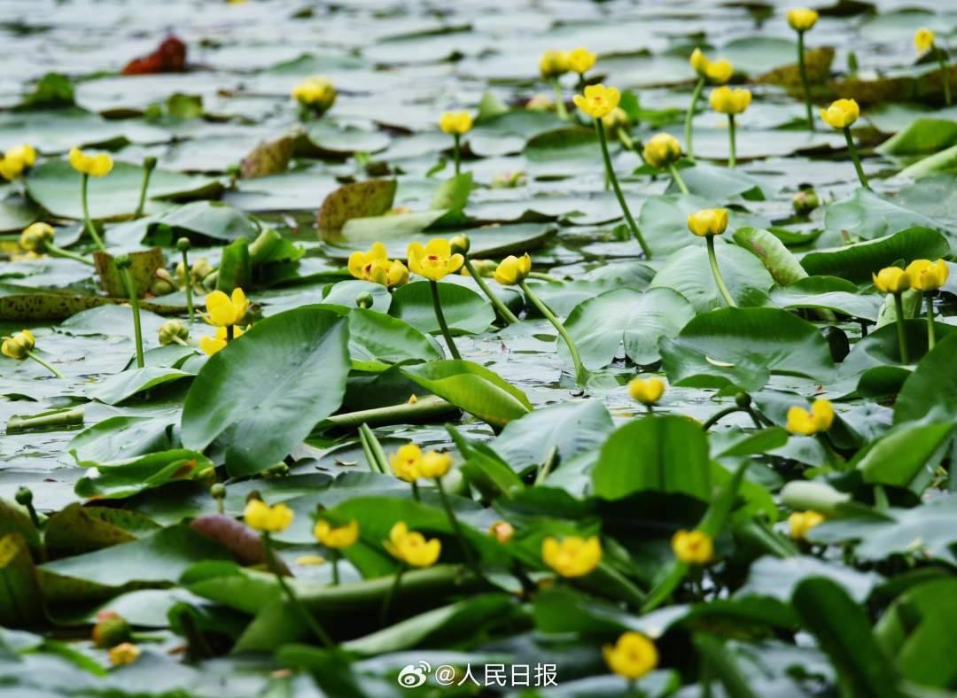 明亮雅致！西湖黄金莲绽放