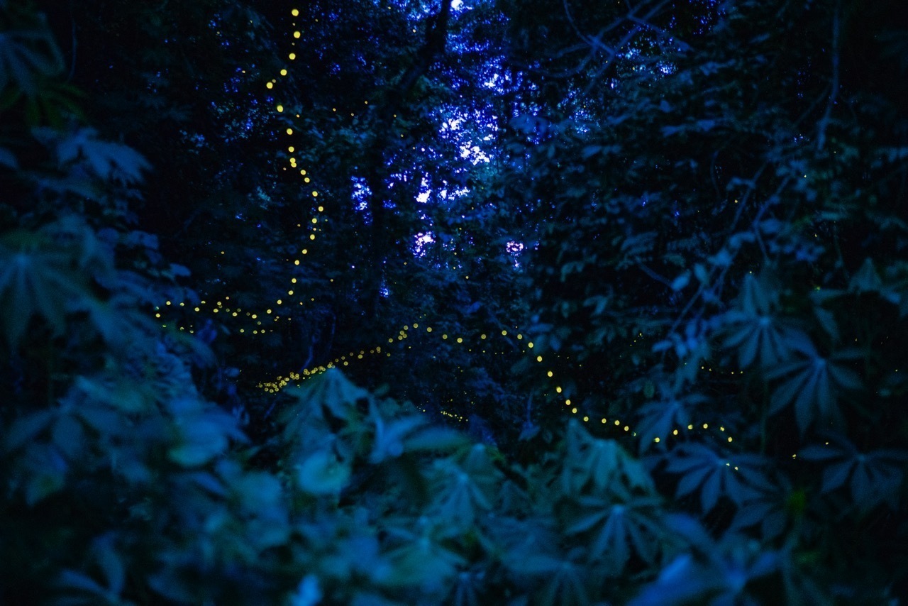 浪漫！萤火虫林间起舞宛如童话世界