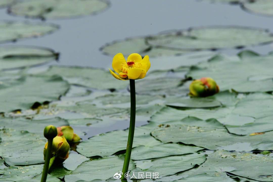 明亮雅致！西湖黄金莲绽放