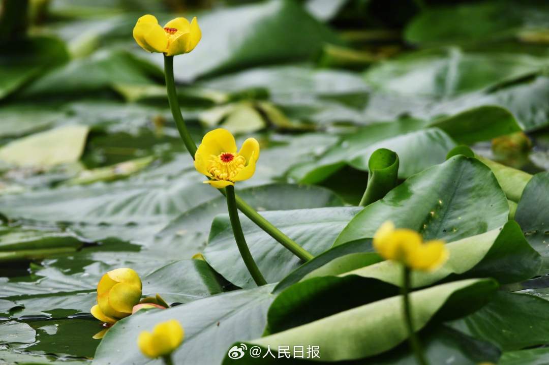 明亮雅致！西湖黄金莲绽放