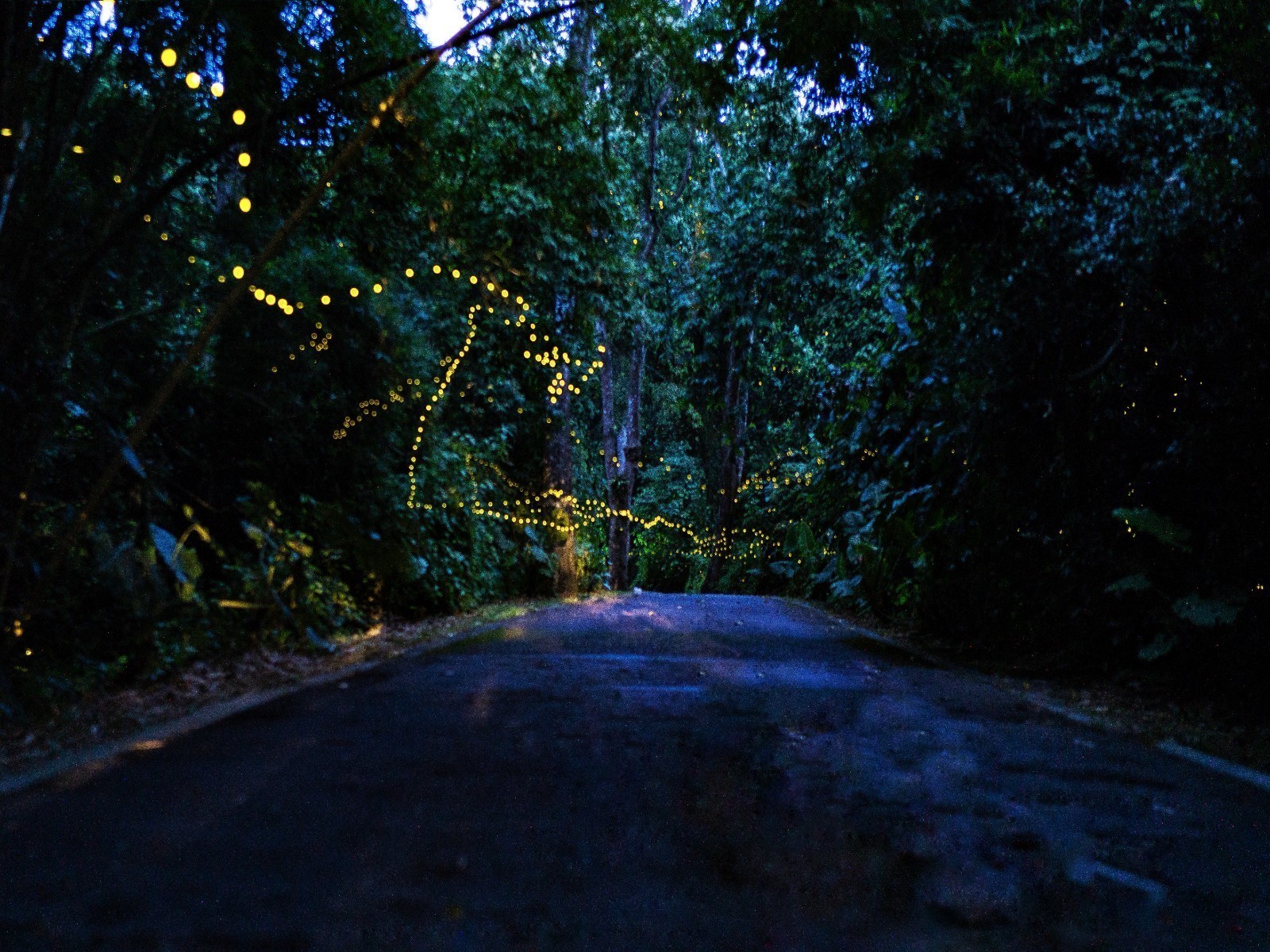 浪漫！萤火虫林间起舞宛如童话世界