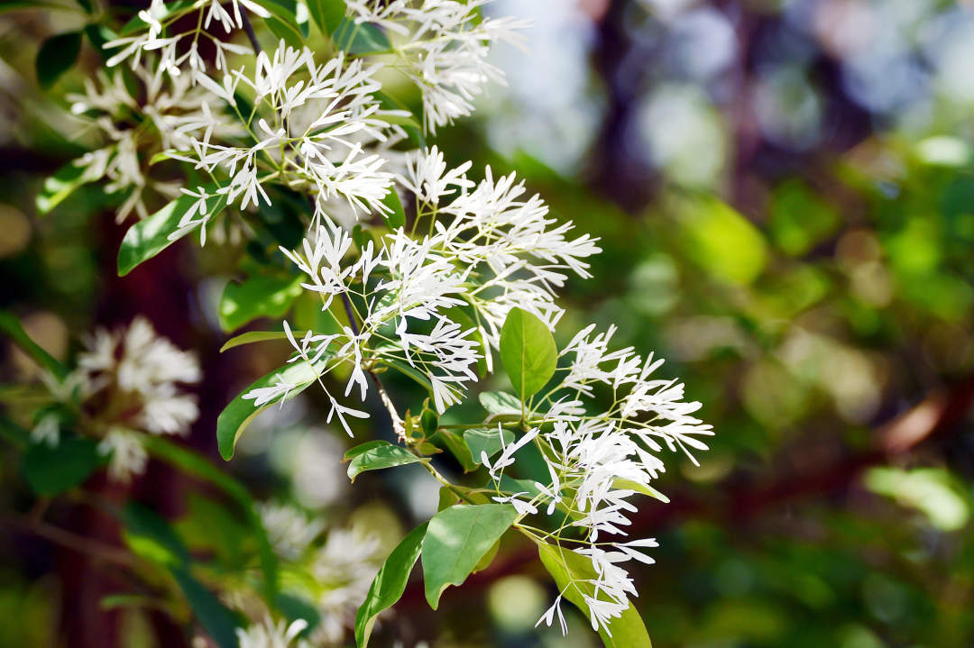 太梦幻！流苏树开花仿佛漫画场景