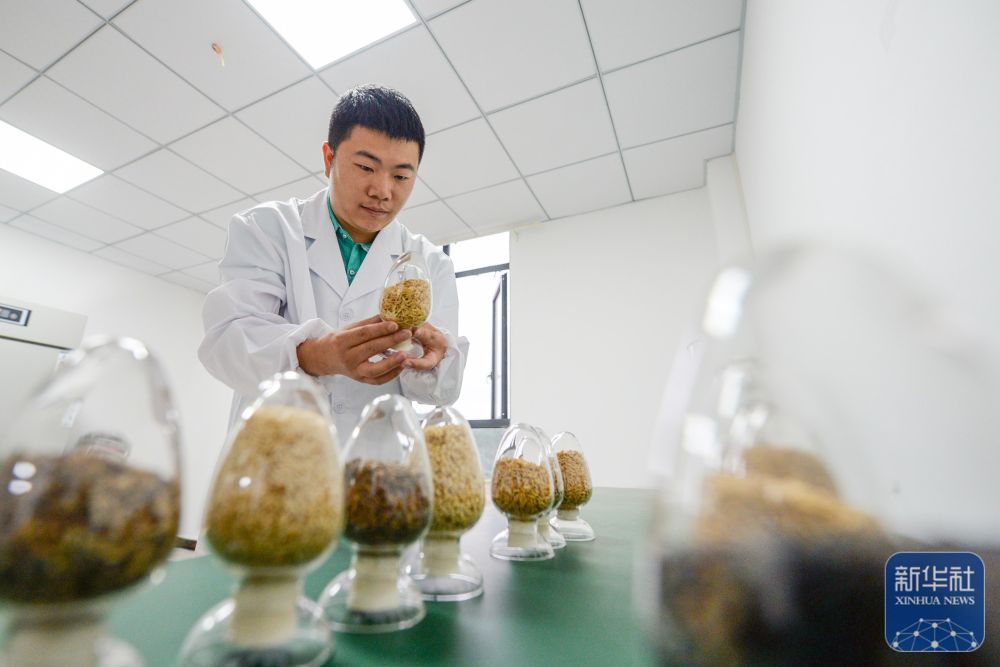 贵州岑巩:水稻制种确保稳产增收 贵州岑巩:水稻制种确保稳产增收