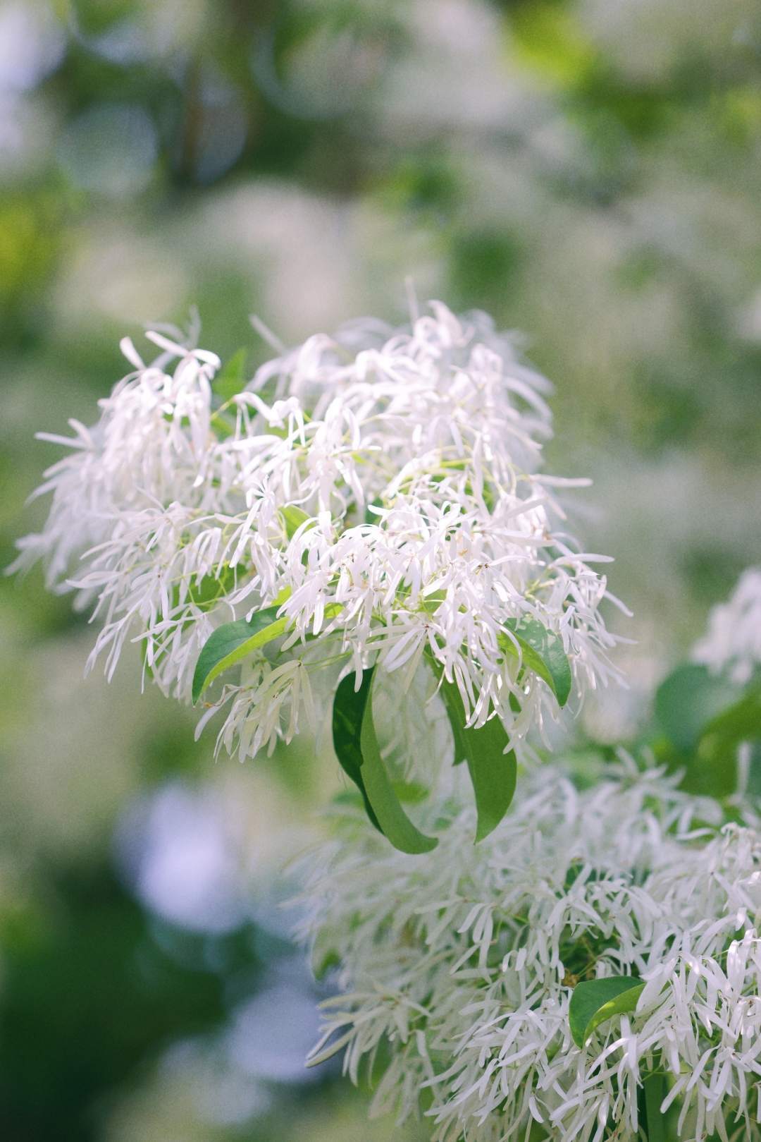 太梦幻！流苏树开花仿佛漫画场景