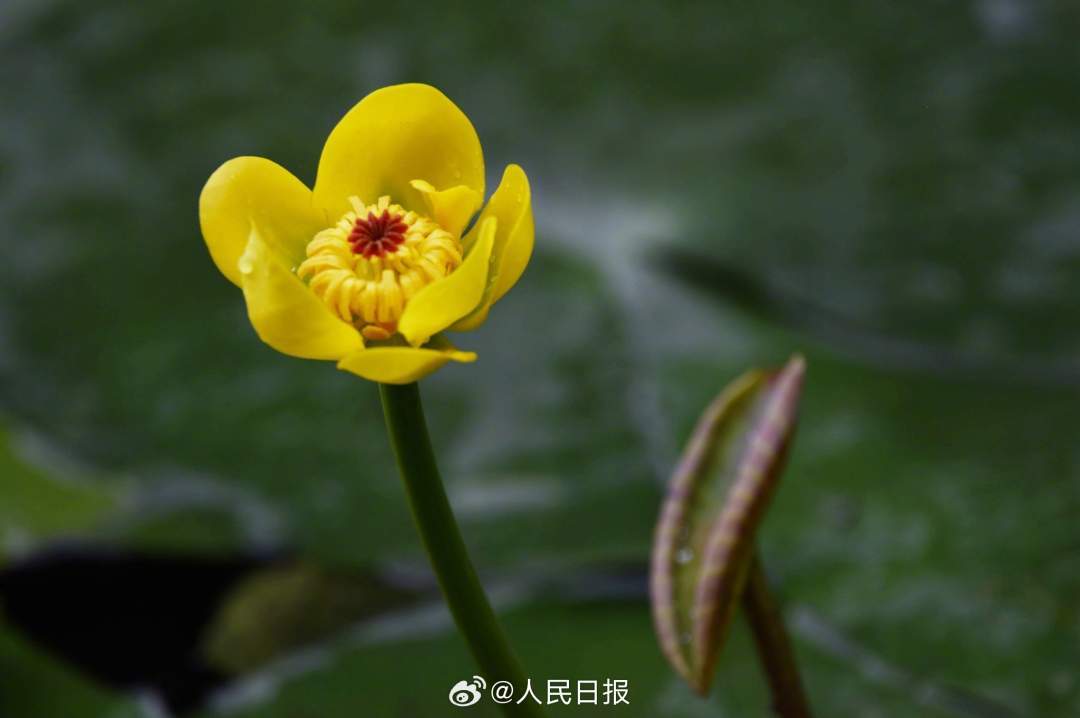 明亮雅致！西湖黄金莲绽放