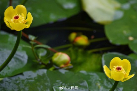 西湖黄金莲竞相绽放