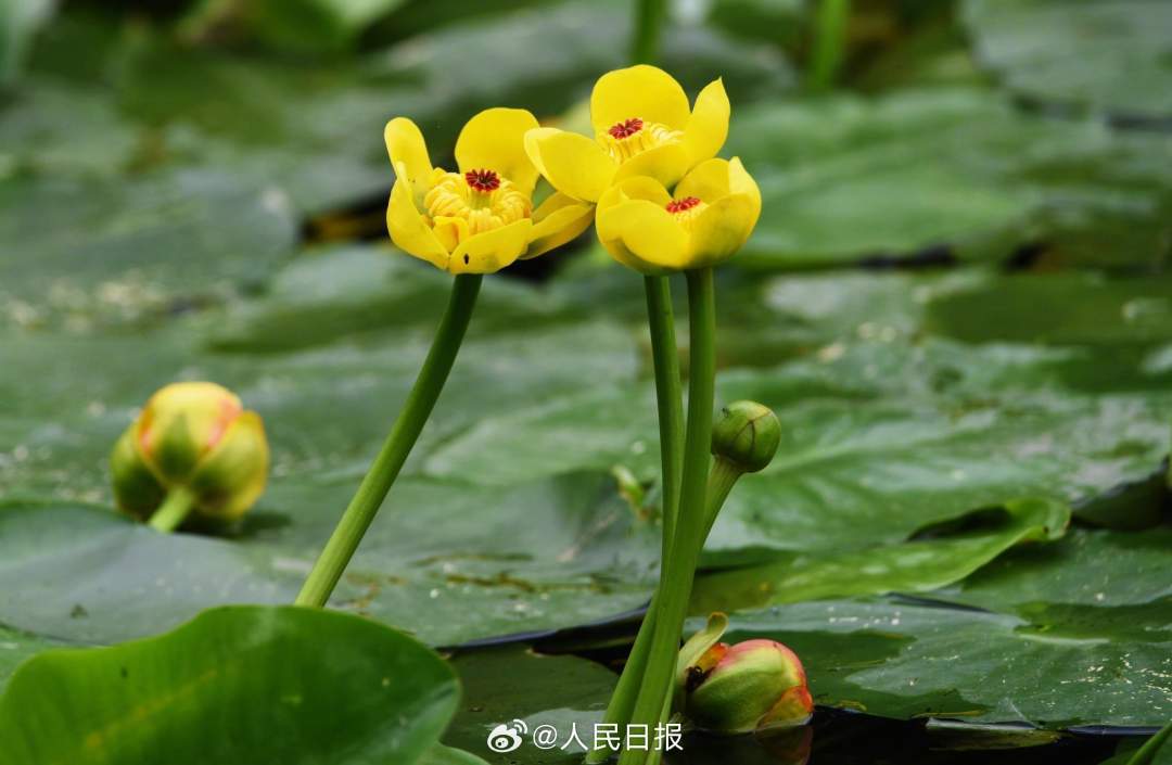 明亮雅致！西湖黄金莲绽放