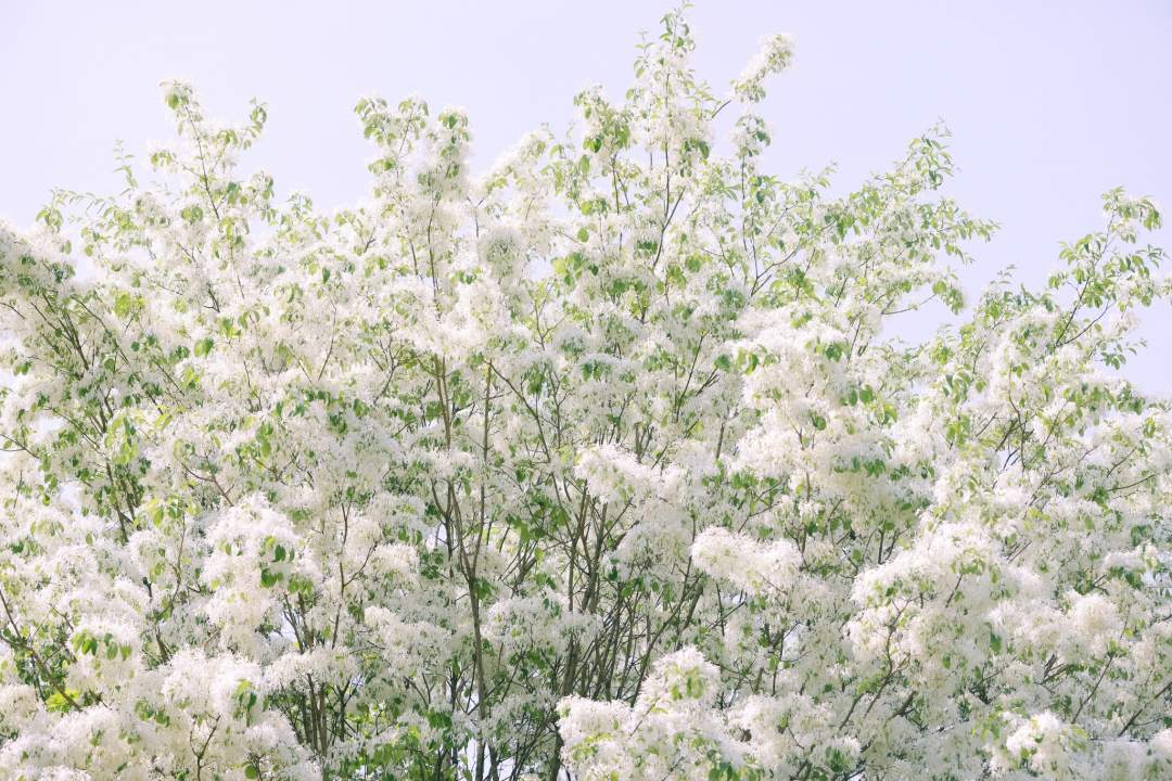 太梦幻！流苏树开花仿佛漫画场景
