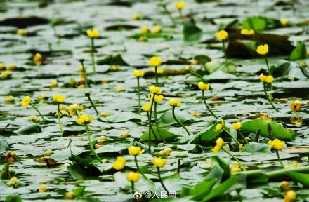 西湖黄金莲竞相绽放