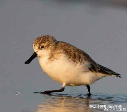 浙江温州湾发现全球极危物种——勺嘴鹬