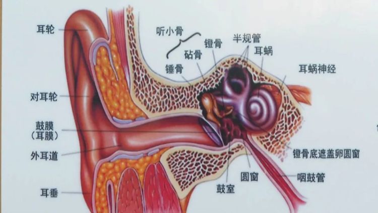 毛骨悚然！小伙觉得耳朵有东西在挪动，医生取出一只活物