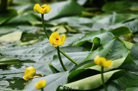 西湖黄金莲竞相绽放