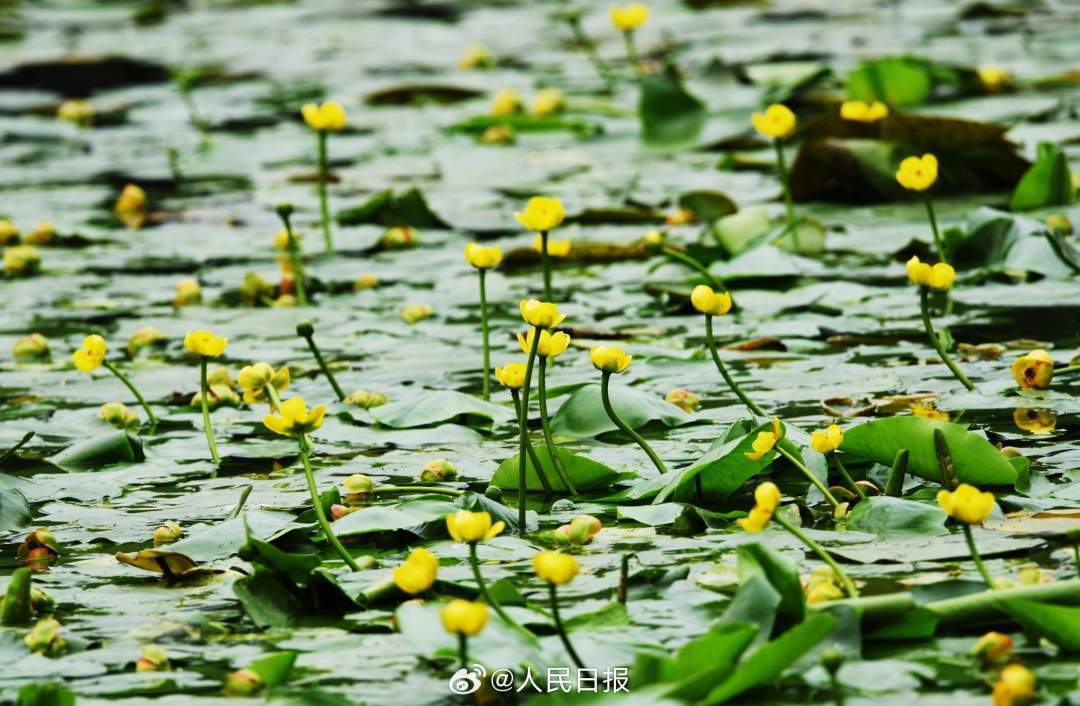 明亮雅致！西湖黄金莲绽放