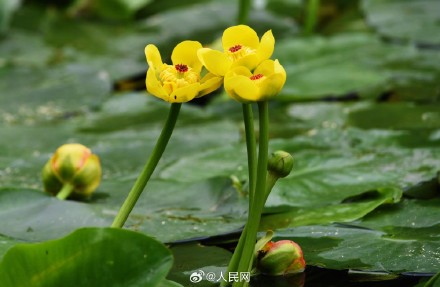 西湖黄金莲竞相绽放