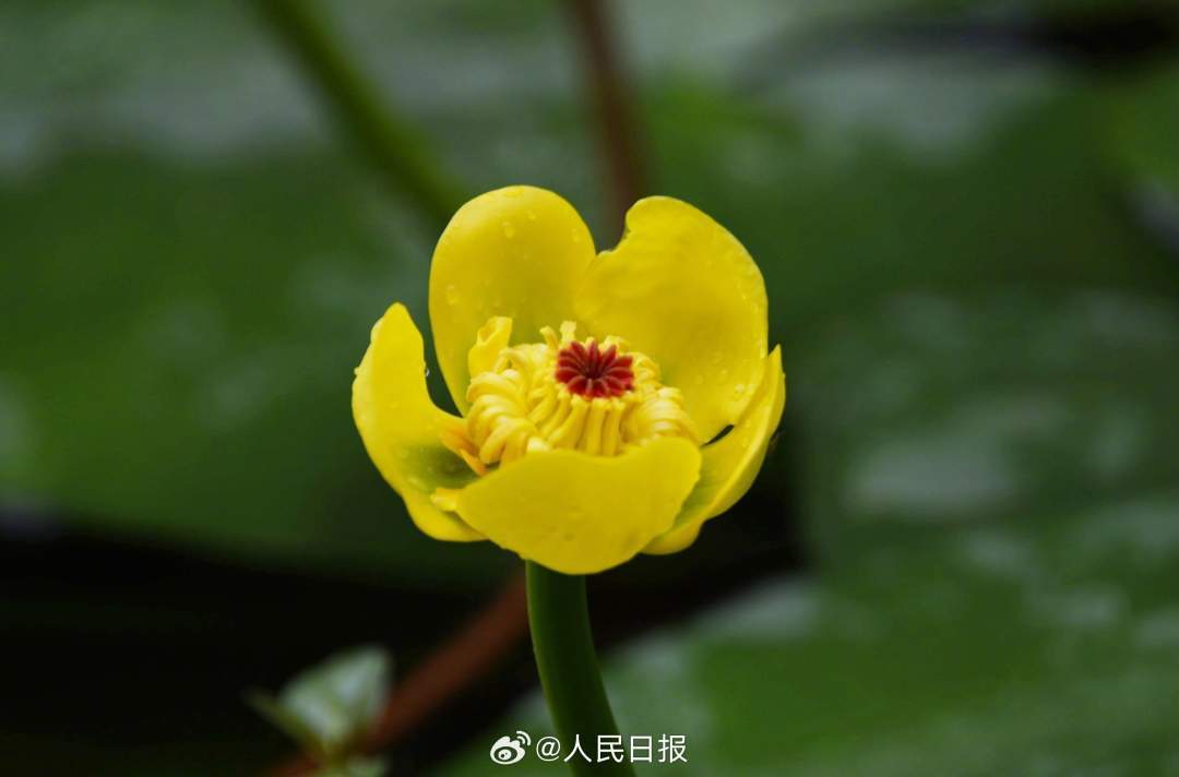 明亮雅致！西湖黄金莲绽放