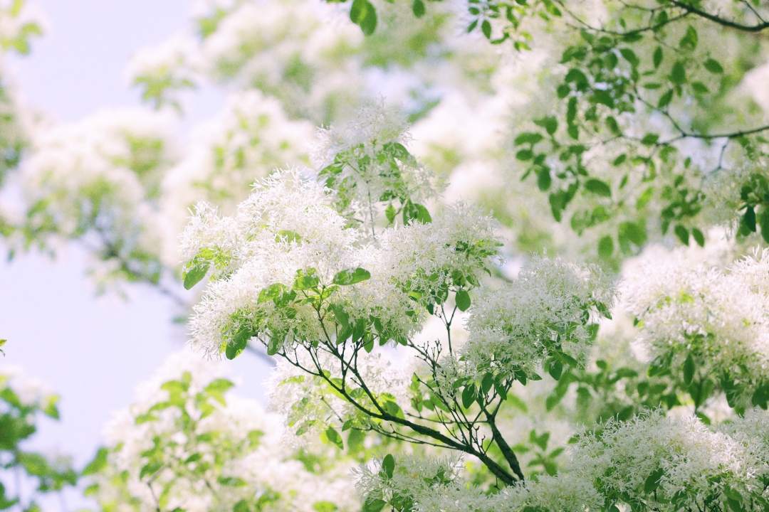 太梦幻！流苏树开花仿佛漫画场景