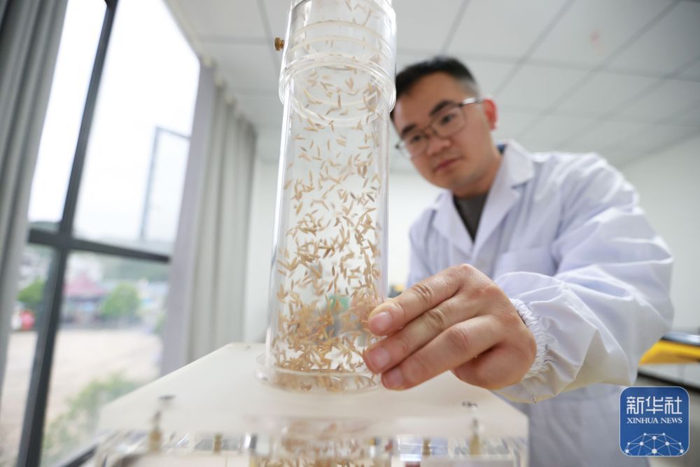 贵州岑巩:水稻制种确保稳产增收 贵州岑巩:水稻制种确保稳产增收