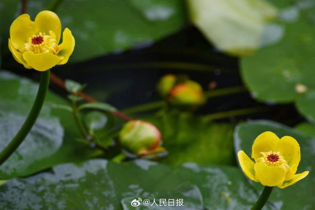 明亮雅致！西湖黄金莲绽放