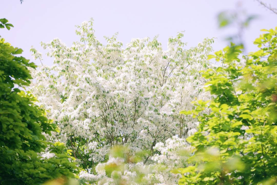 太梦幻！流苏树开花仿佛漫画场景