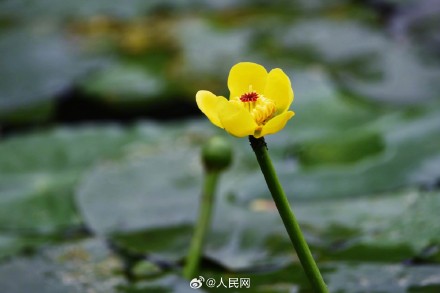 西湖黄金莲竞相绽放