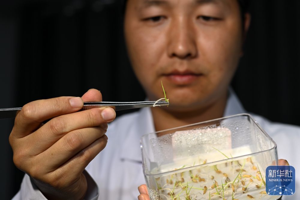 贵州岑巩:水稻制种确保稳产增收 贵州岑巩:水稻制种确保稳产增收