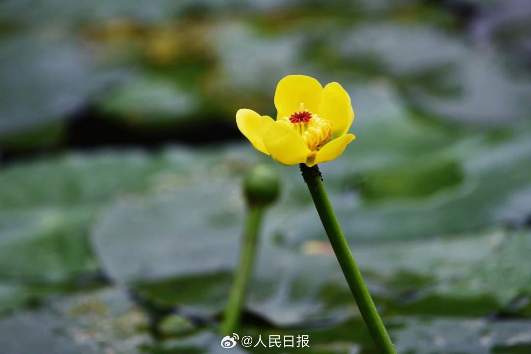 明亮雅致！西湖黄金莲绽放