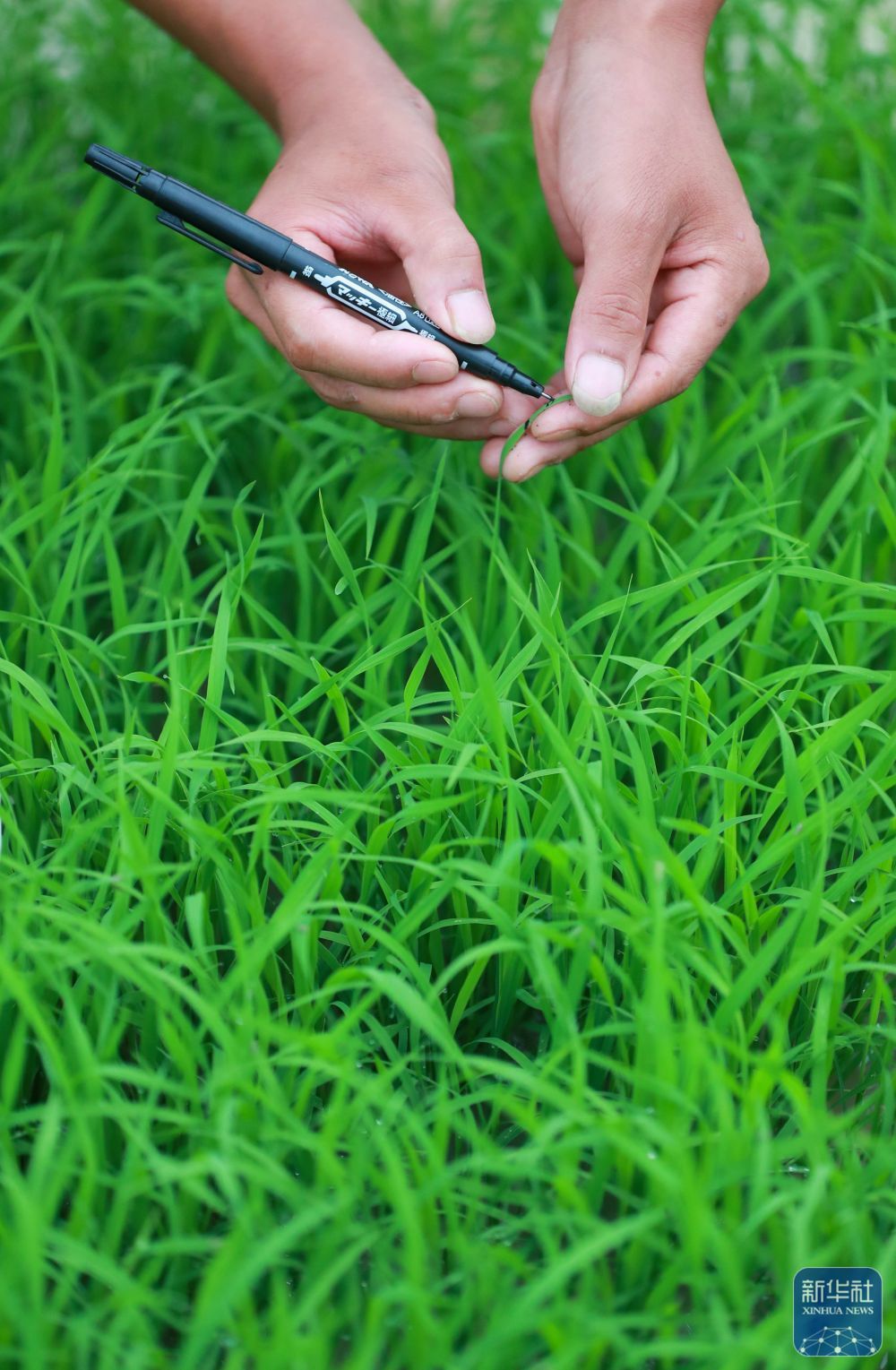 贵州岑巩:水稻制种确保稳产增收 贵州岑巩:水稻制种确保稳产增收