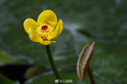 西湖黄金莲竞相绽放