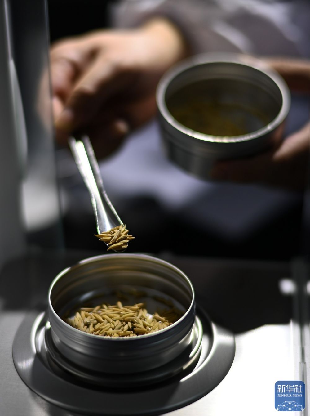 贵州岑巩:水稻制种确保稳产增收 贵州岑巩:水稻制种确保稳产增收