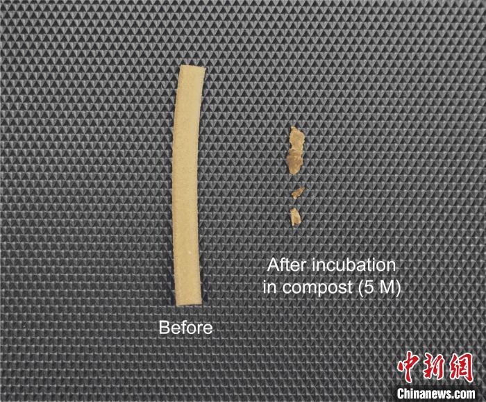 国际最新研究:“细菌吃塑料”或助力缓解全球塑料污染 国际最新研究:“细菌吃塑料”或助力缓解全球塑料污染