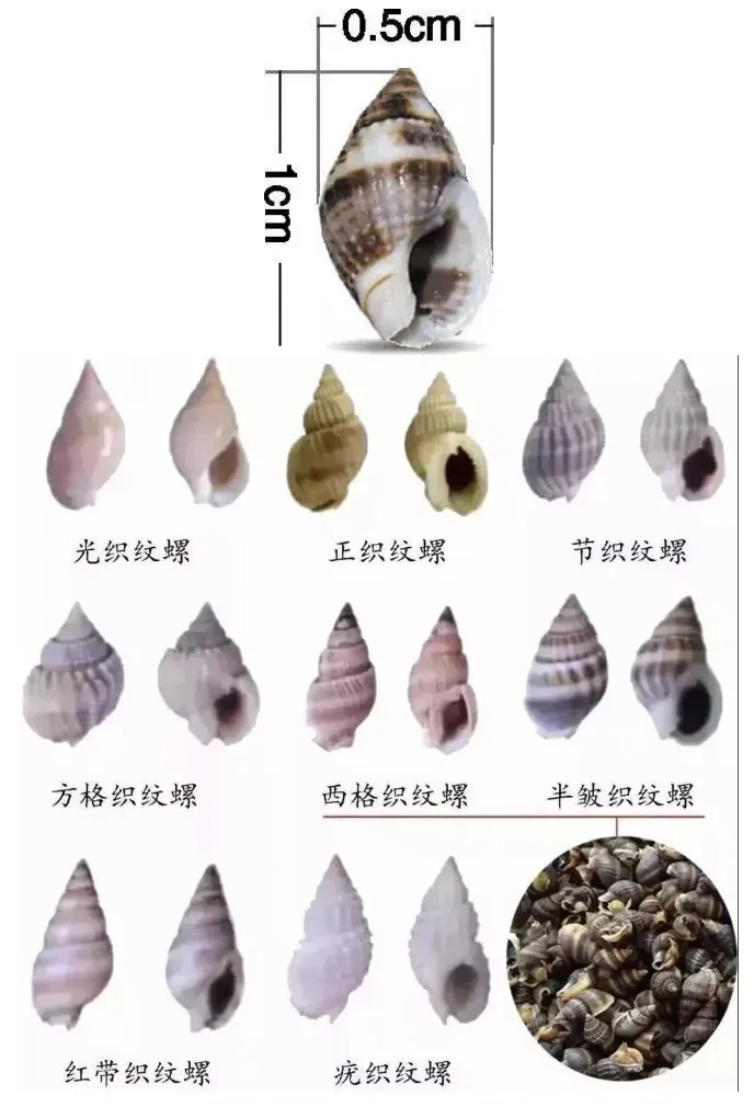 潜伏期最短5分钟！吃1只就可能致命