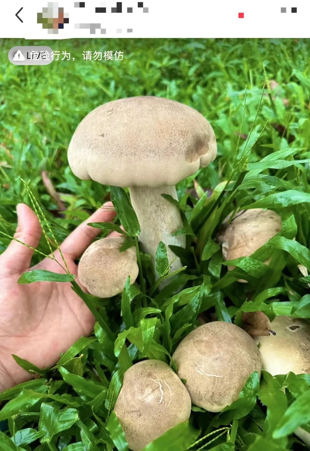 深圳最近大量出现……别摘！别吃！