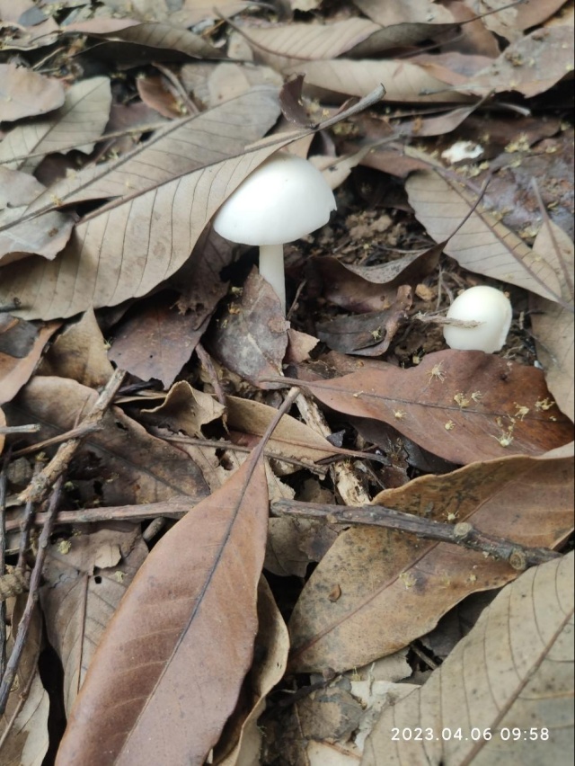 深圳最近大量出现……别摘！别吃！