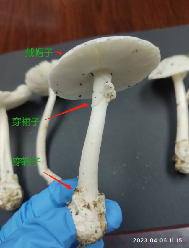 深圳最近大量出现……别摘！别吃！