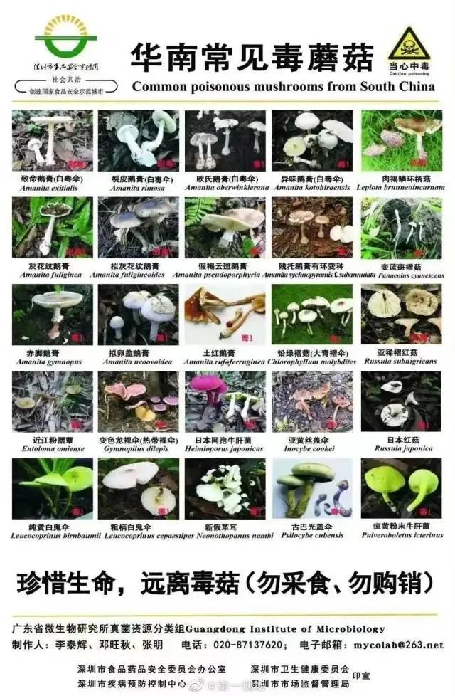 深圳最近大量出现……别摘！别吃！