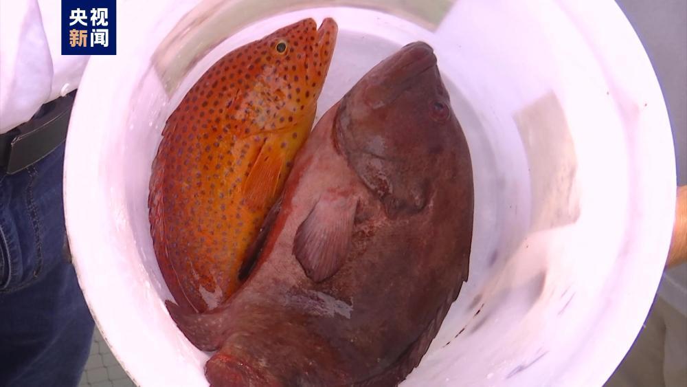 成功孵化！我国深海鱼种繁育取得新突破