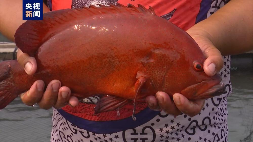 成功孵化！我国深海鱼种繁育取得新突破